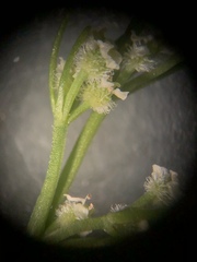 Spermolepis echinata