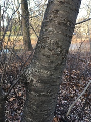 Yoshino Cherry (Prunus yedoensis)