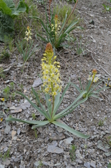 Eremurus lactiflorus