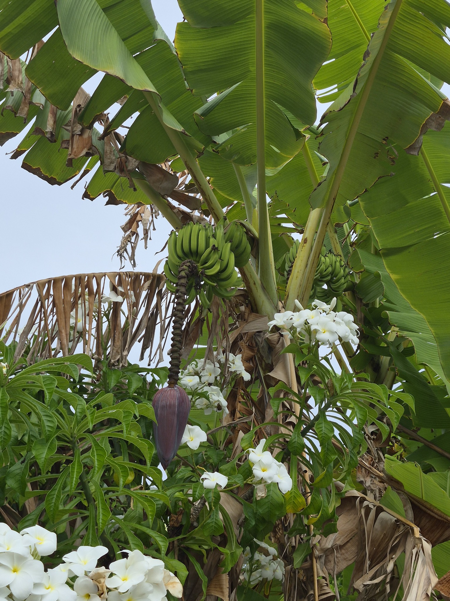 Foto de Musa ×paradisiaca L.
