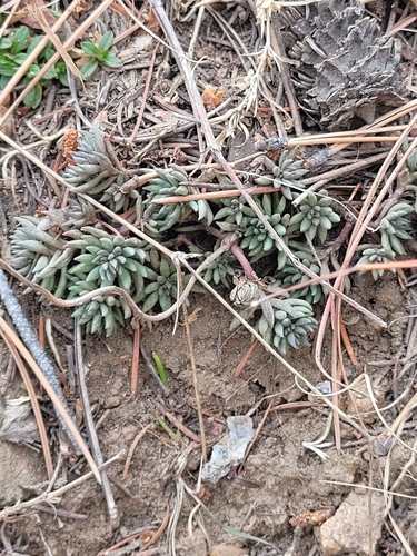 Spearleaf stonecrop