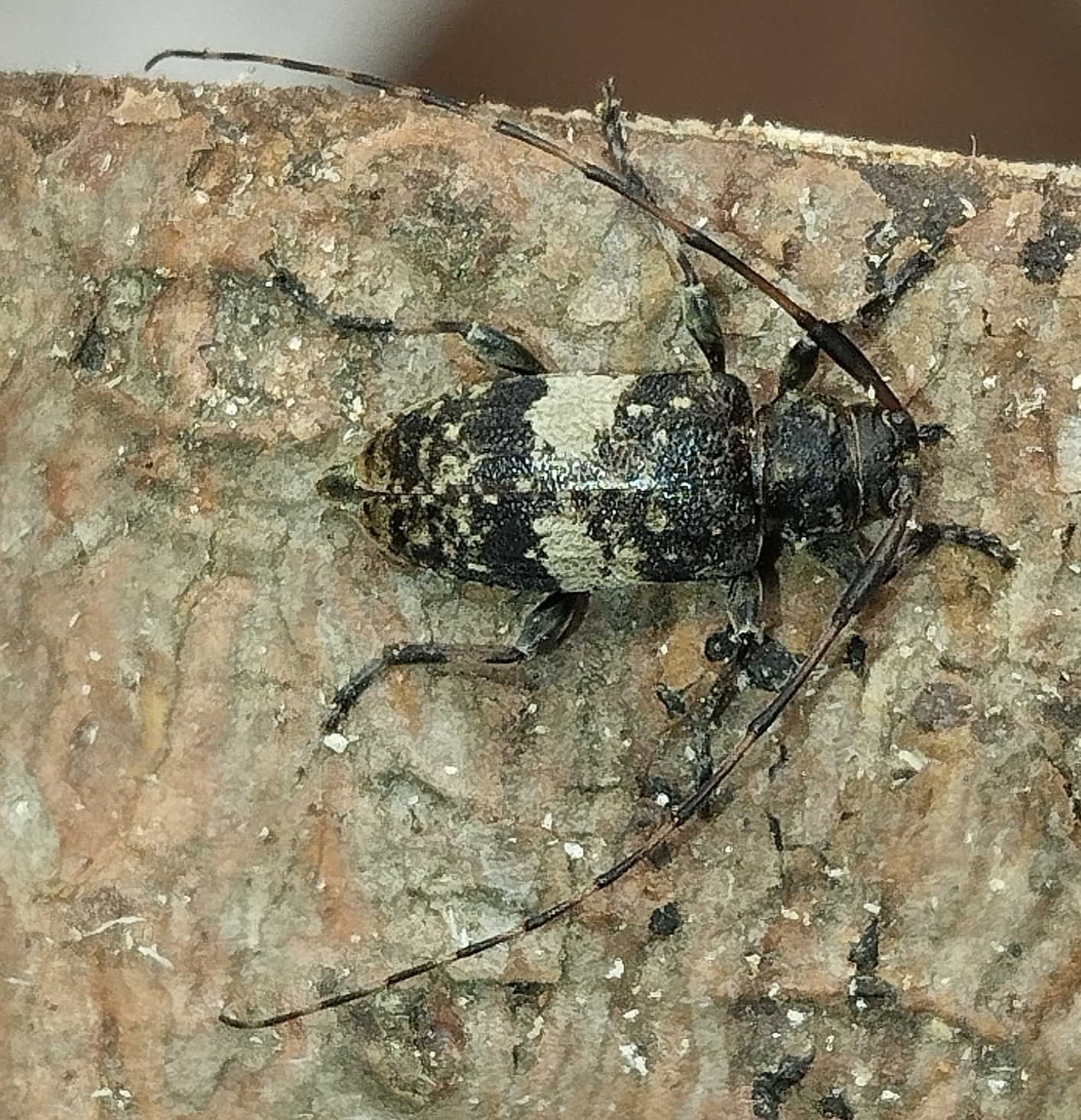 Leiopus linnei