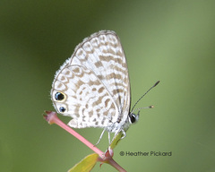 Leptotes cassius