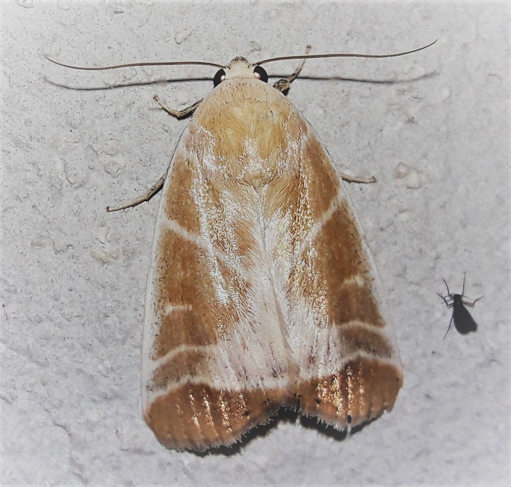 Bagisara albicosta