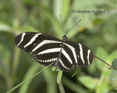 Heliconius charithonia