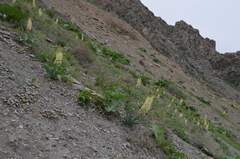 Eremurus lactiflorus