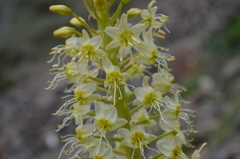 Eremurus lactiflorus