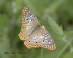 Anartia jatrophae