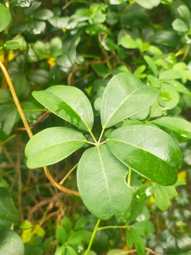 Ein weiteres Foto von Schokoladenwein