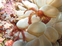 Achaeus japonicus