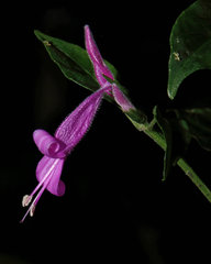 Dicliptera brachiata