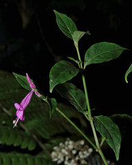 Dicliptera brachiata