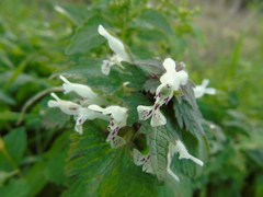 Lamium bifidum