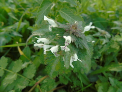 Lamium bifidum