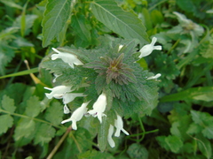 Lamium bifidum