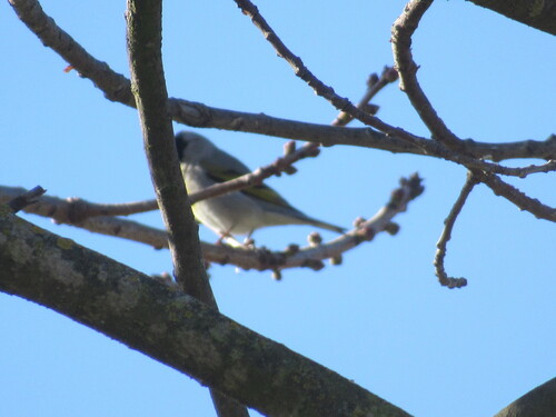 Lawrence's Goldfinch (Spinus lawrencei)