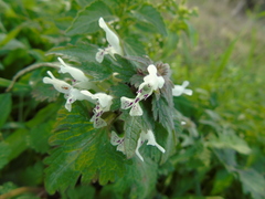Lamium bifidum