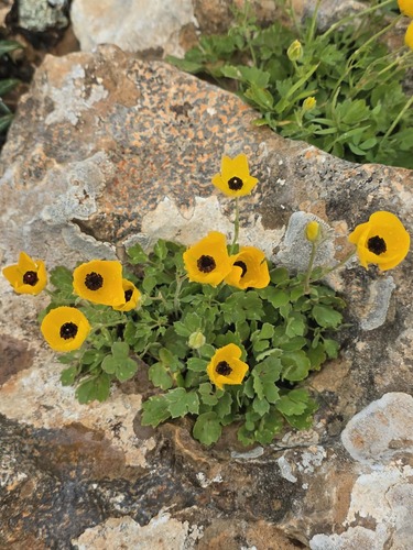 Persian Buttercup