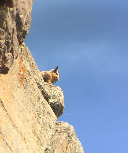 Wolffsohn's Mountain Viscacha