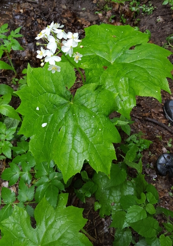 Umbrella-leaf (Diphylleia cymosa)