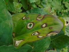 Puccinia sessilis