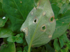 Puccinia sessilis