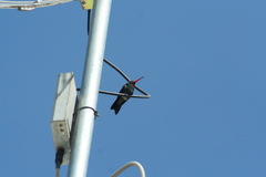 Cynanthus latirostris