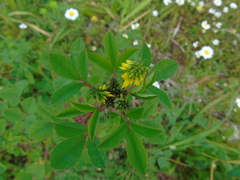 Trigonella corniculata