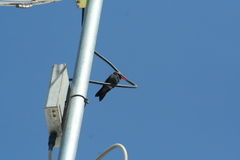 Cynanthus latirostris