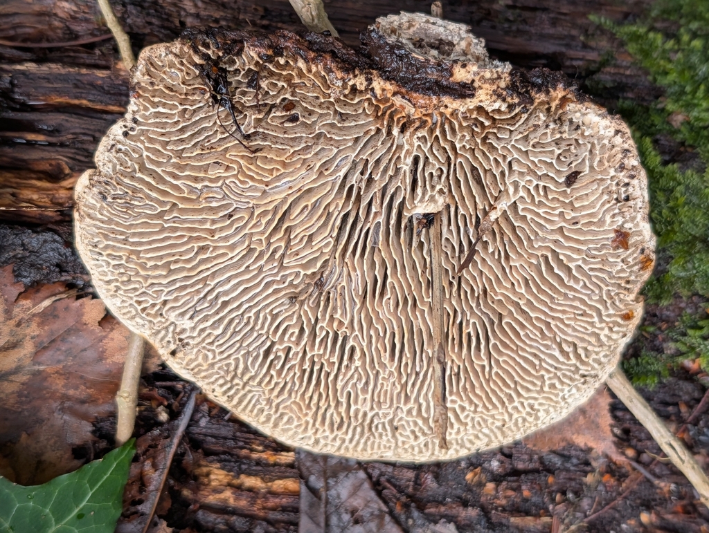 Fomitopsis quercina · February 2026 · photo: © pilmar (iNaturalist, cc0)