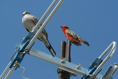 Columbina inca