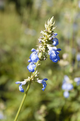 Salvia uliginosa