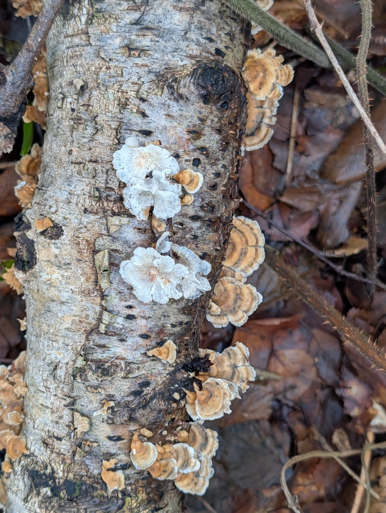 Plicatura crispa · February 2026 · photo: © pilmar (iNaturalist, cc0)