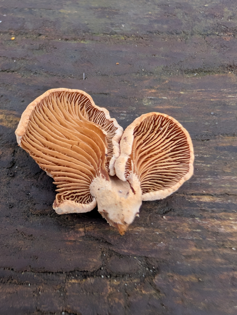 Panellus stipticus · February 2026 · photo: © pilmar (iNaturalist, cc0)
