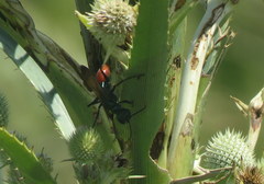 Chlorion hemipyrrhum