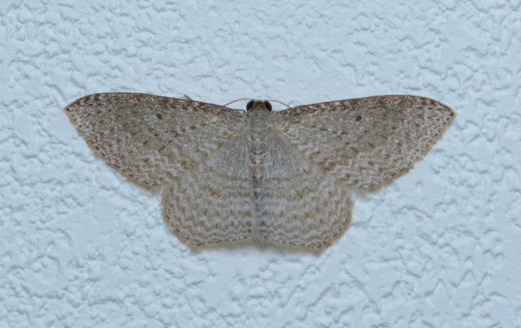 Native cranberry moth from 44 Upjohn Street, New Plymouth. on February ...