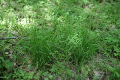 Melica picta