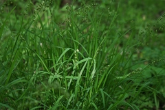 Melica picta