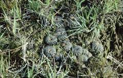 Lobivia arachnacantha