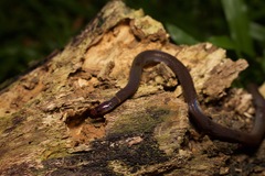 Pseudorabdion longiceps