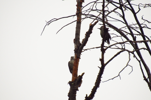 Striped Woodpecker (Veniliornis lignarius), photo 6