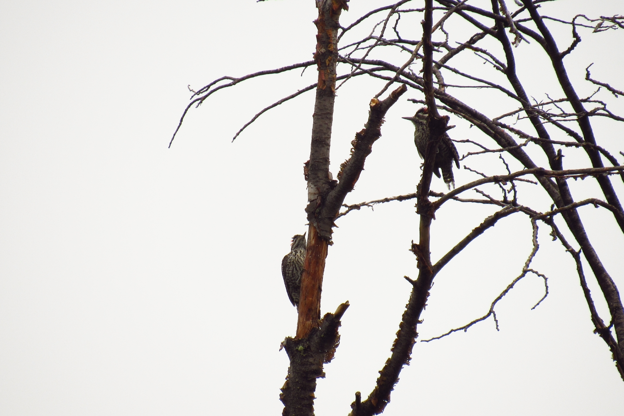 Striped Woodpecker (Veniliornis lignarius), photo 6