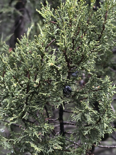 Greek juniper (Juniperus excelsa)
