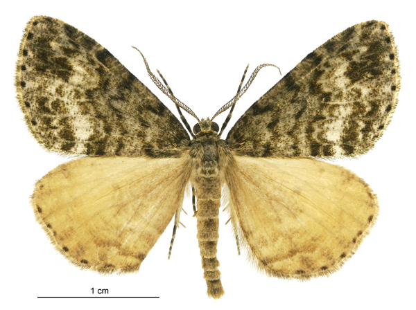 Pseudocoremia indistincta