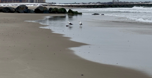 Great Black-backed Gull