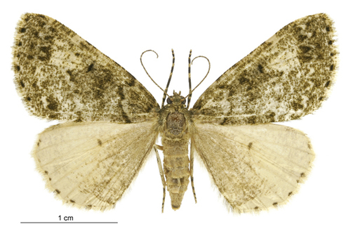 Pseudocoremia indistincta photo 3