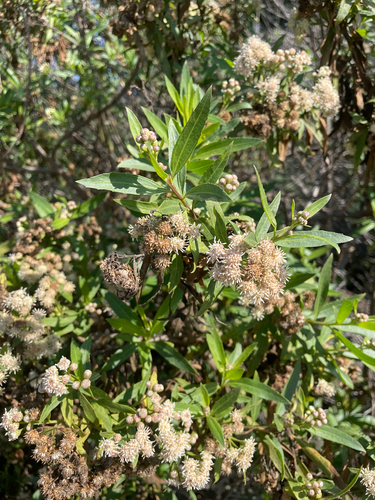 iNaturalist observation photo of mule fat