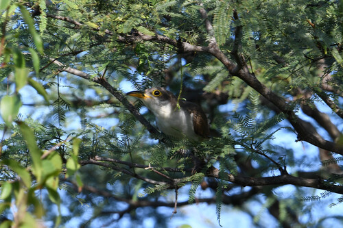 Cuclillo pico amarillo observed by c4m1l0