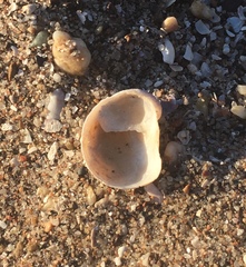 Bostrycapulus odites