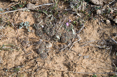 Lobivia arachnacantha